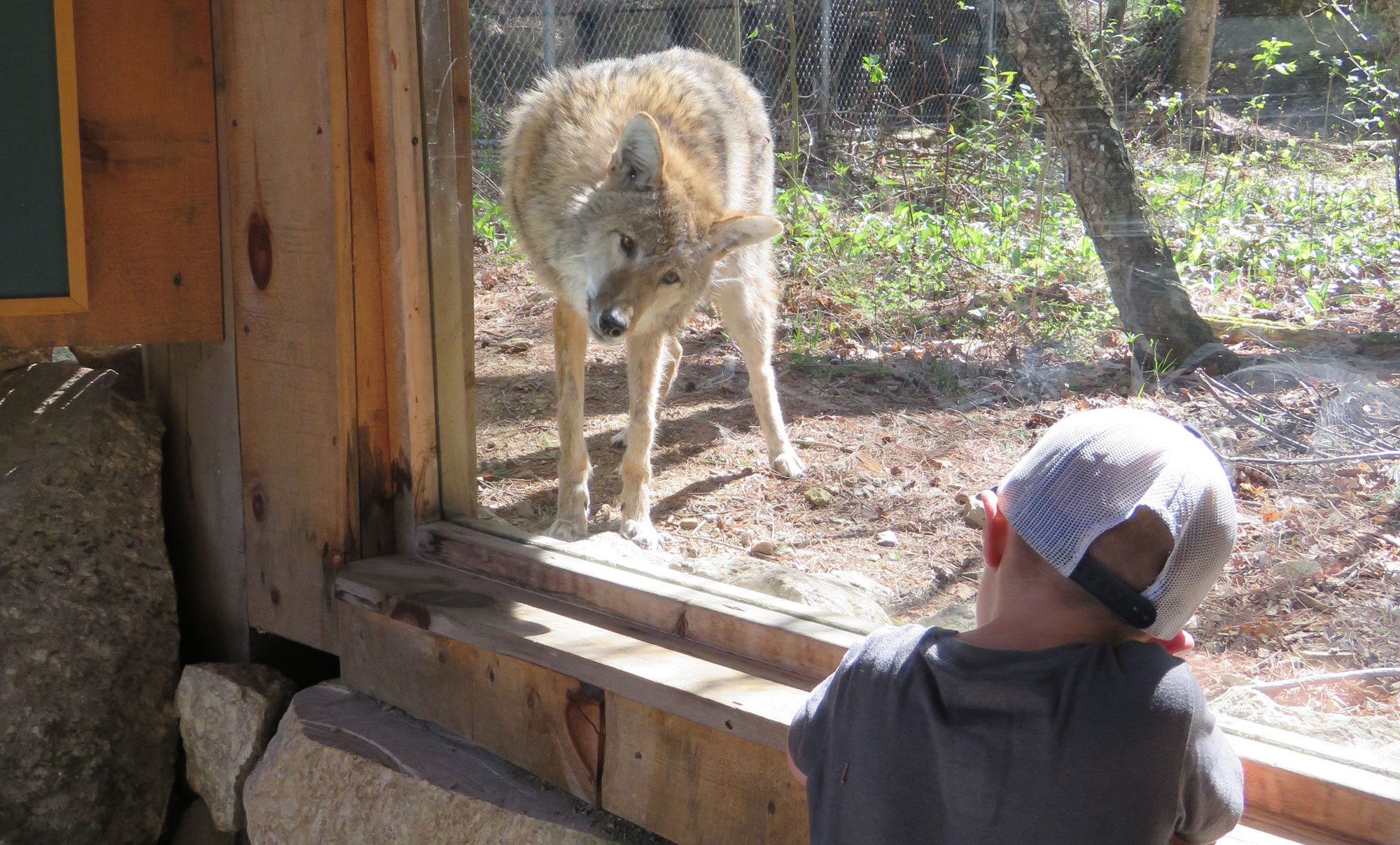 Boy wearing baseball cap and coyote looking at eachother through glass