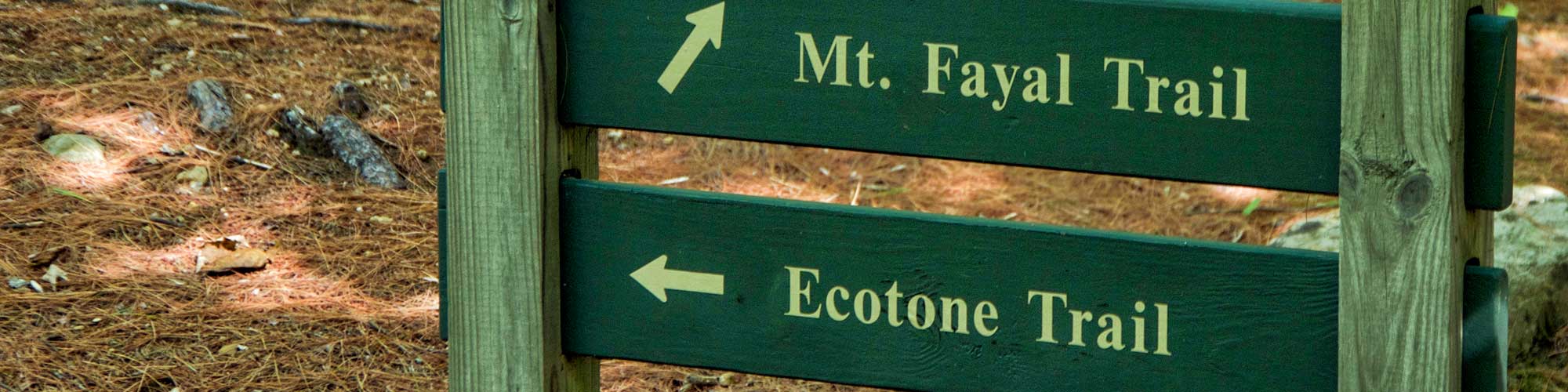 Hiking trail signs pointing to Ecotone Trail and Mount Fayal Trail
