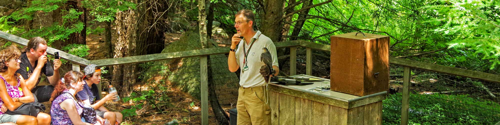 Naturalist presenting live animal program with Sharp-shinned Hawk to visitors.