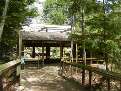 Mountain Lion Exhibit