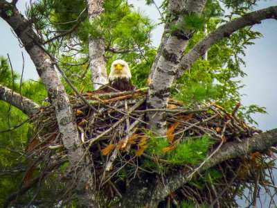 Bald Eagle in nest on Squam Lake