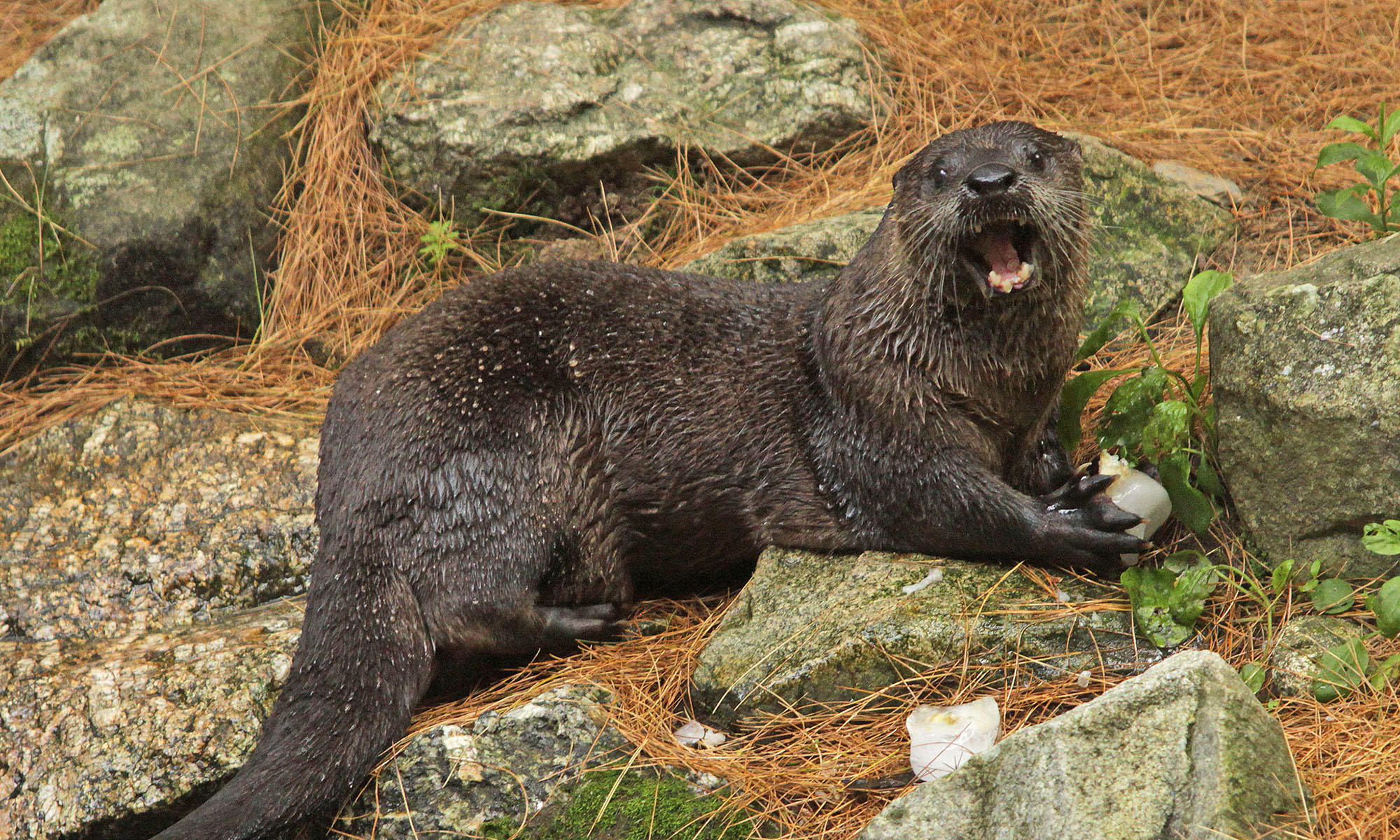 River Otter eating an ice treat enrichment at Squam Lakes Natural Science Center