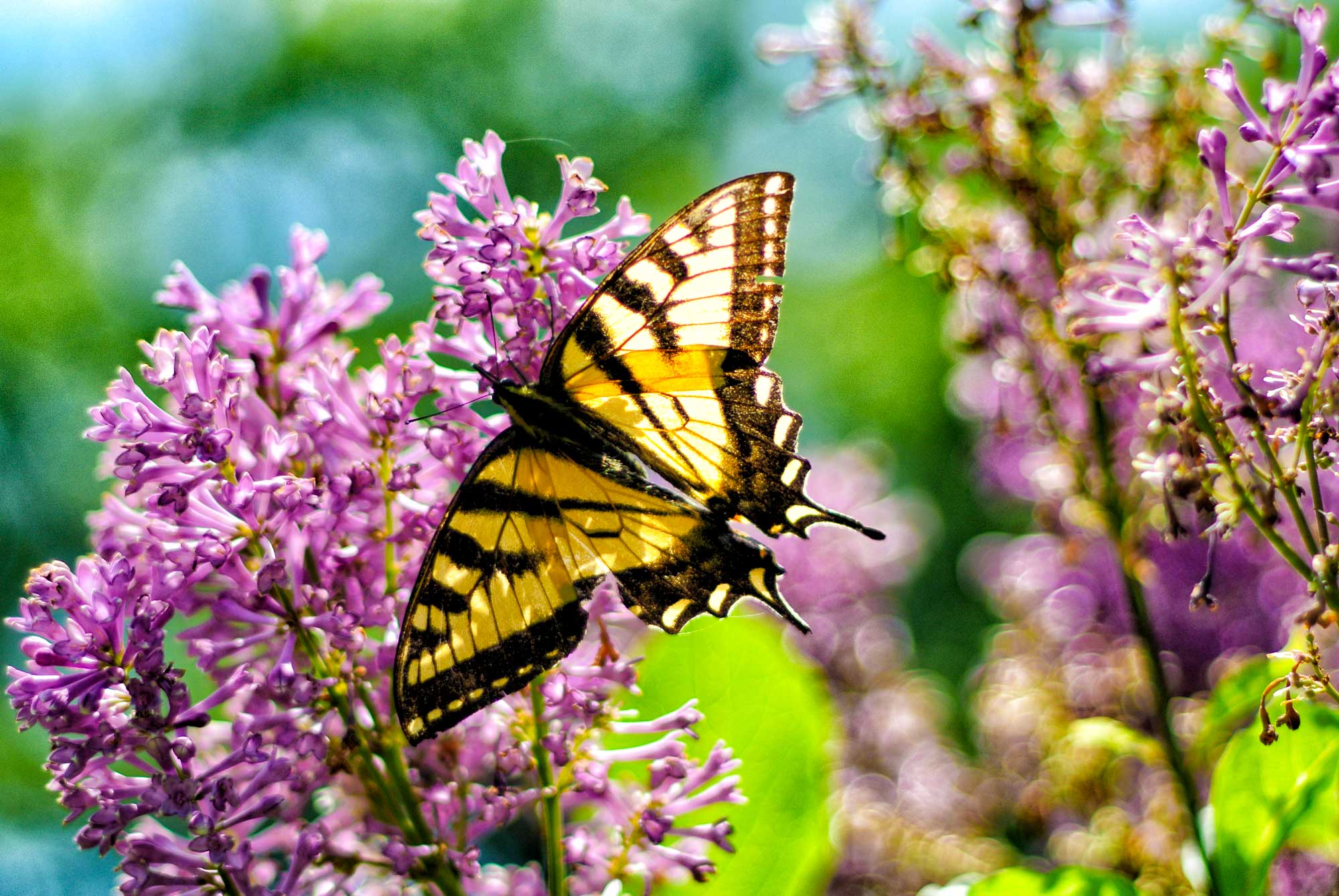 Black and yellow swallowtail butterfly on lilac