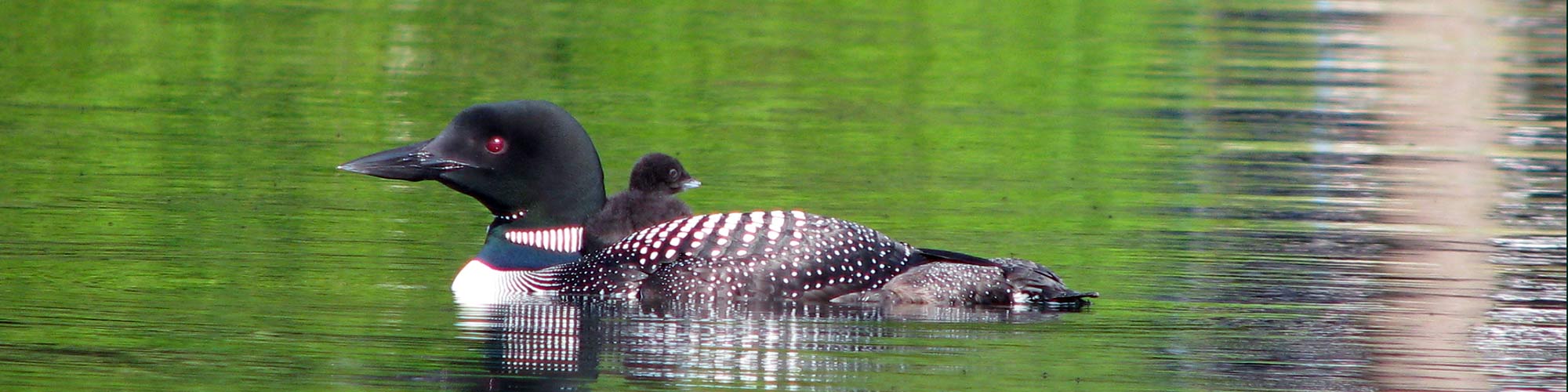 Loon and baby on Squam Lake
