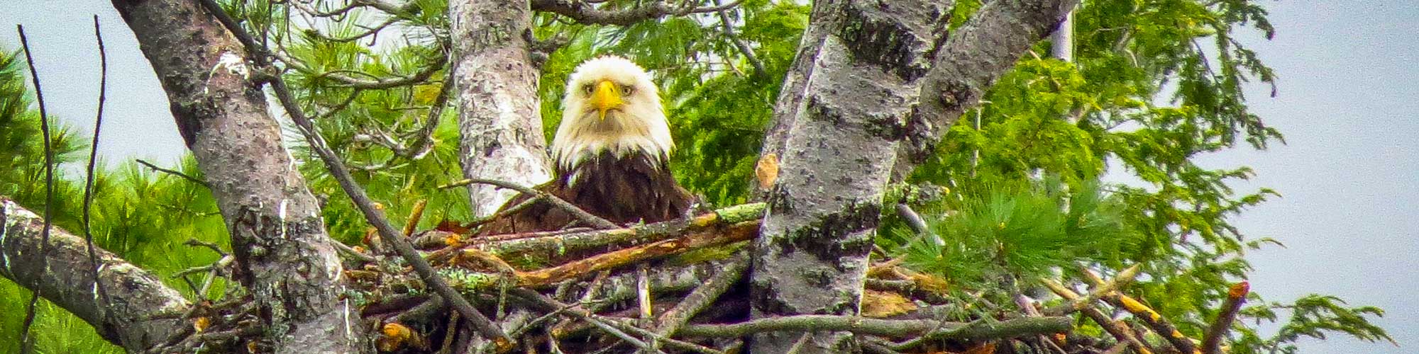 Bald Eagle sitting in a nest in a tree