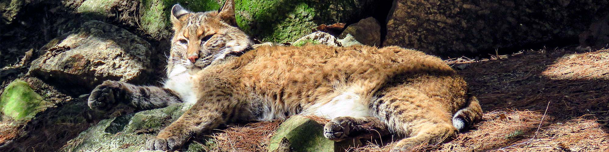 Bobcat laying in the sunshine
