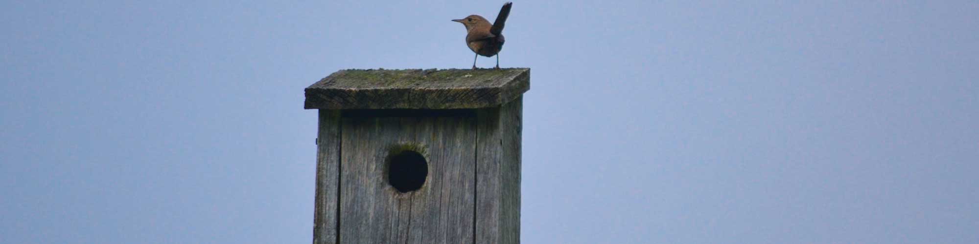 Nestbox with House Wren