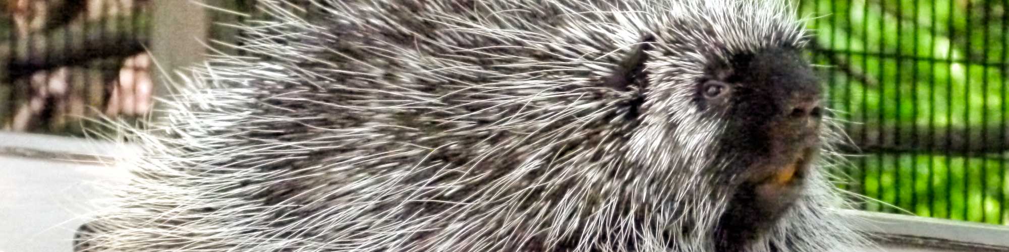 Porcupine face and body