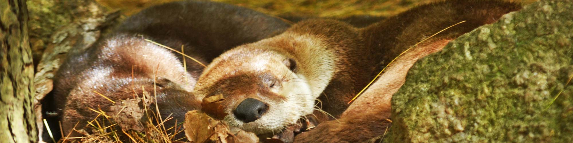 Two river otters curled up sleeping.