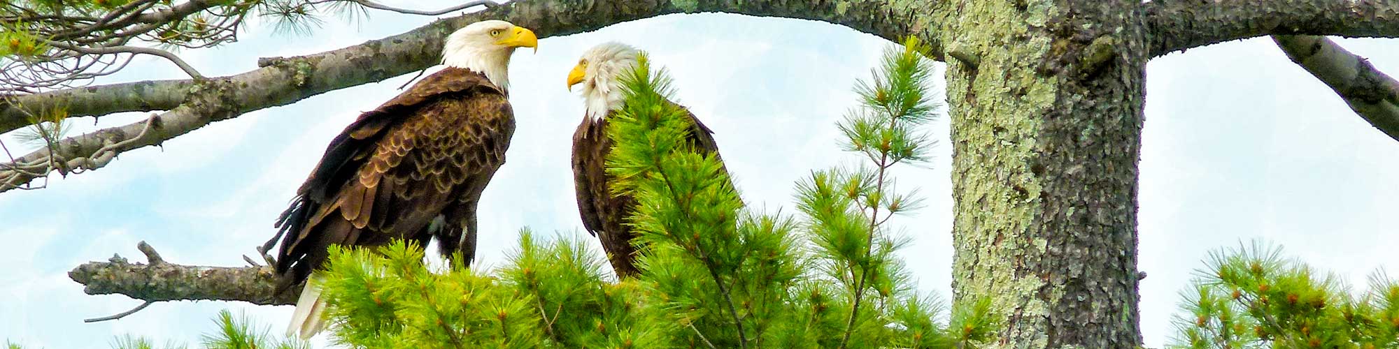 Two adult Bald Eagles perched in a tree