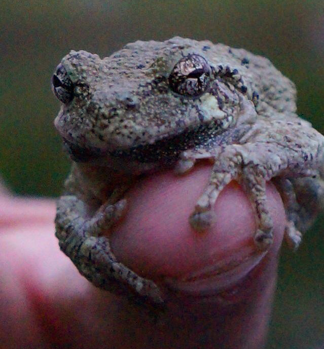 Baby Gray Tree Frog, I released the last of the baby frogs …