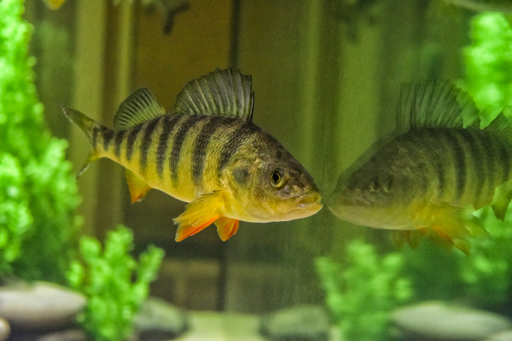 Speckled perch are loving live minnows and open water around Polk