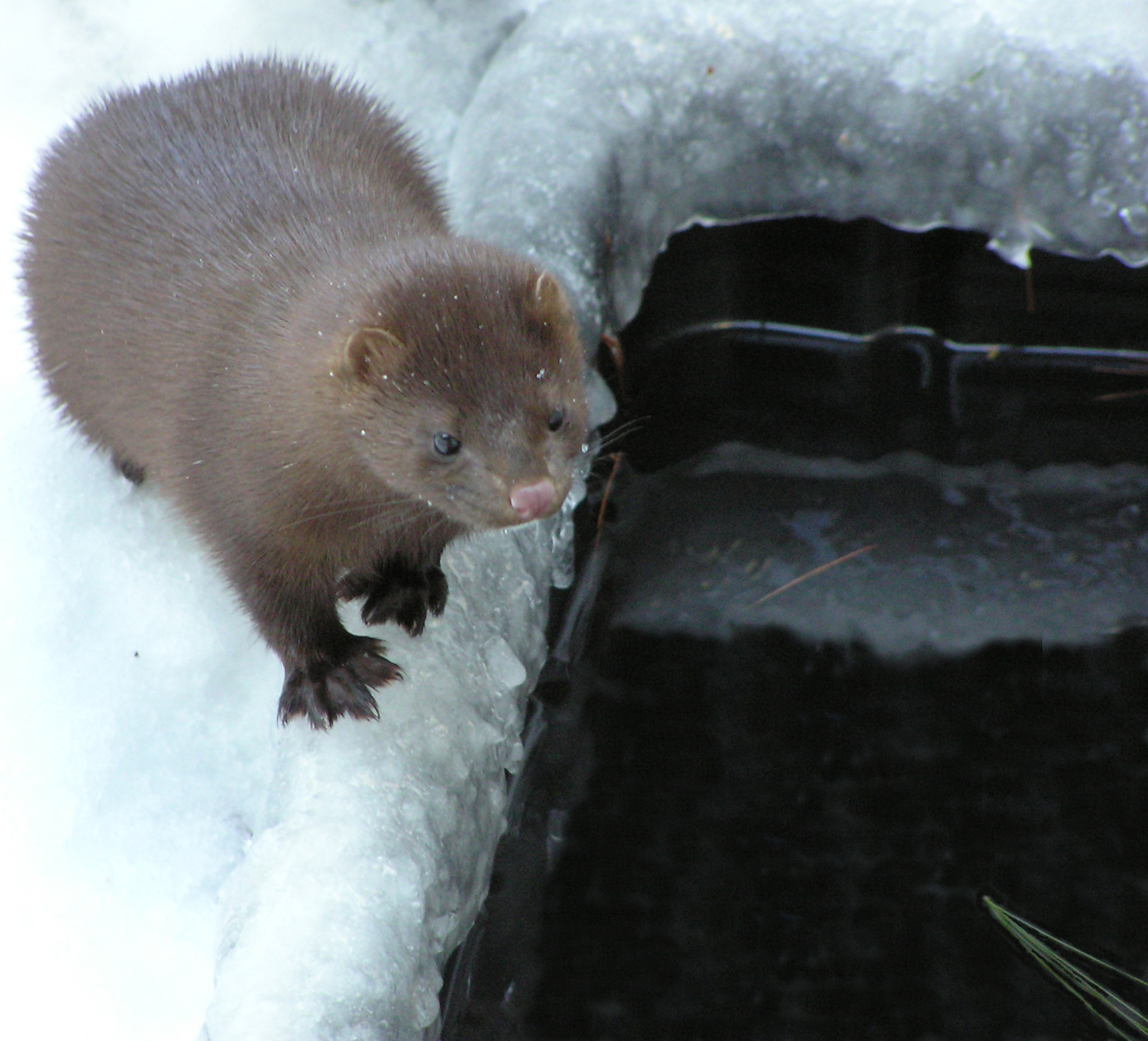 American Mink Habitat