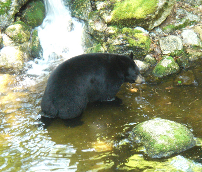 Black Bear Hibernation – Go Finger Lakes