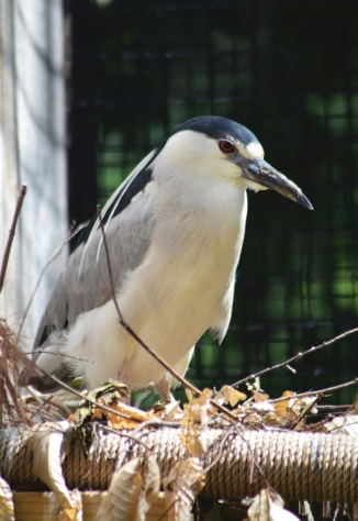 Goshawk