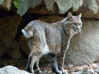 Bobcat Squam Lakes Natural Science Center