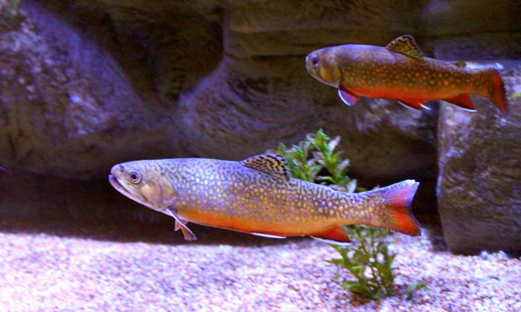 10 Brook Trout Facts