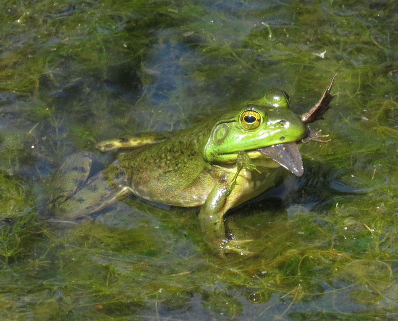 American Bullfrog