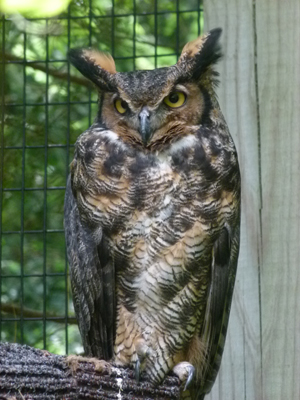 Great Horned Owl