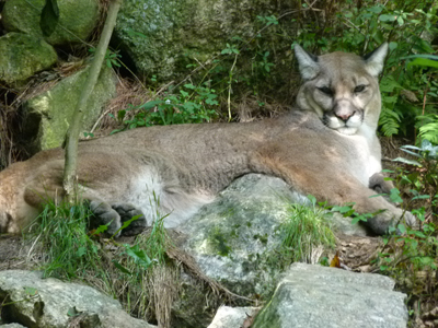 Mountain Lion Squam Lakes Natural Science Center - 