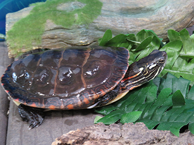 painted turtles laying eggs