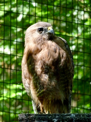 Red-shouldered Hawk