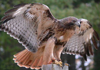 Red-tailed Hawk