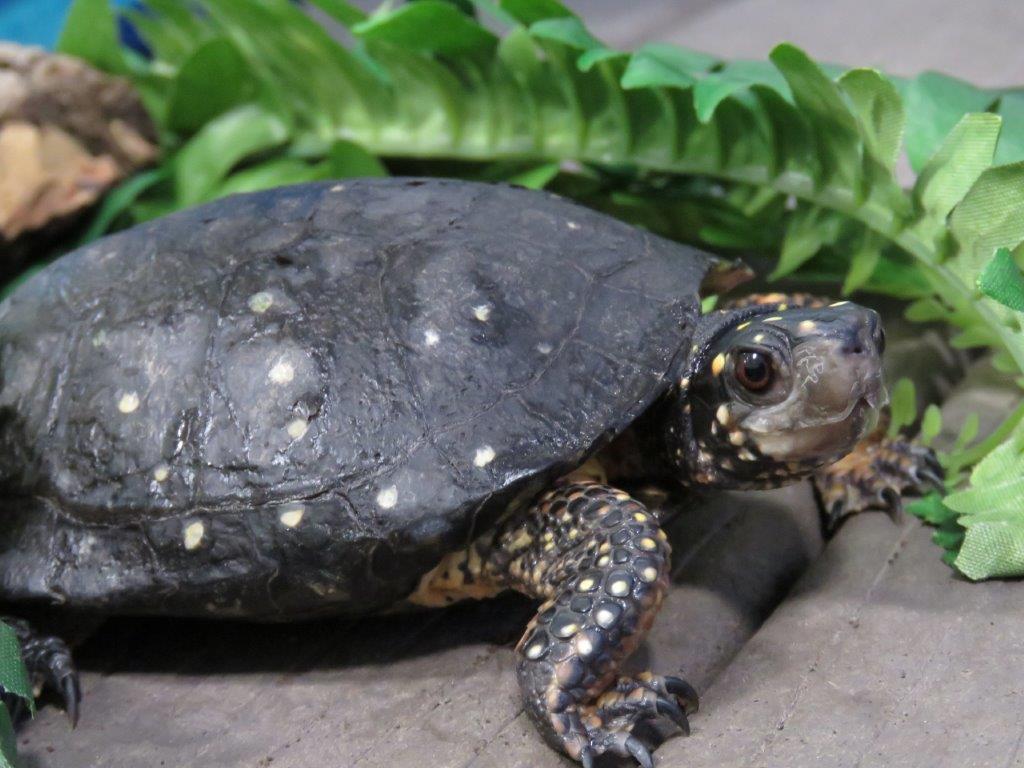 spotted turtles in shallow water