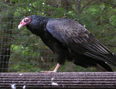 Turkey Vulture