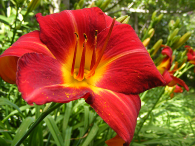 Daylily at Kirkwood Gardens