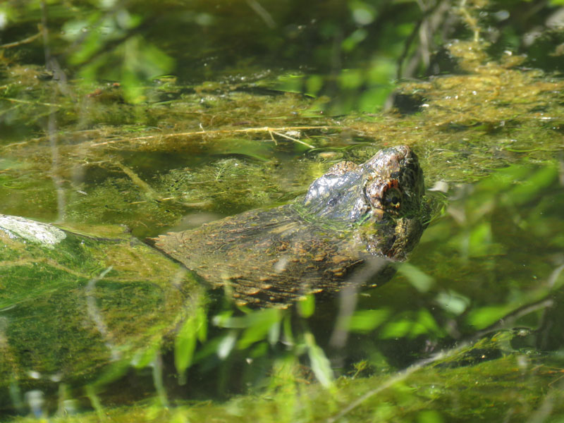 Snapping turtle poking nostrils above water
