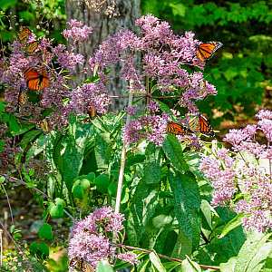 Monarch butterflies on Joe Pye Weed