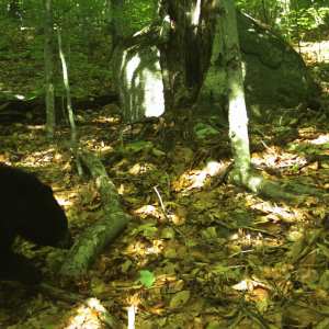 Black Bear