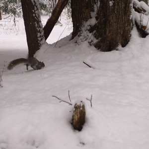 Gray Squirrel