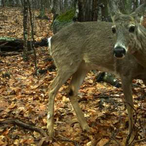 White-tailed Deer