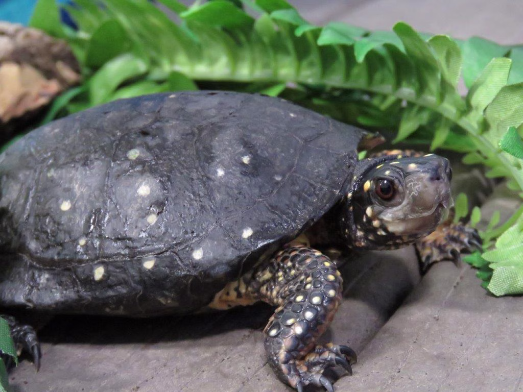 spotted_turtle