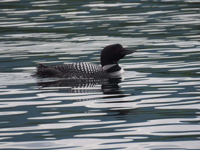 Common Loon in the water on Squam lake