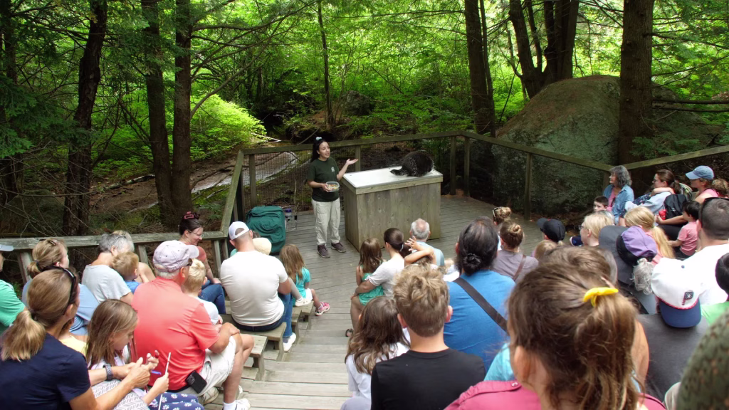 Naturalist presenting a skunk to a crowd in outdoor amphitheater