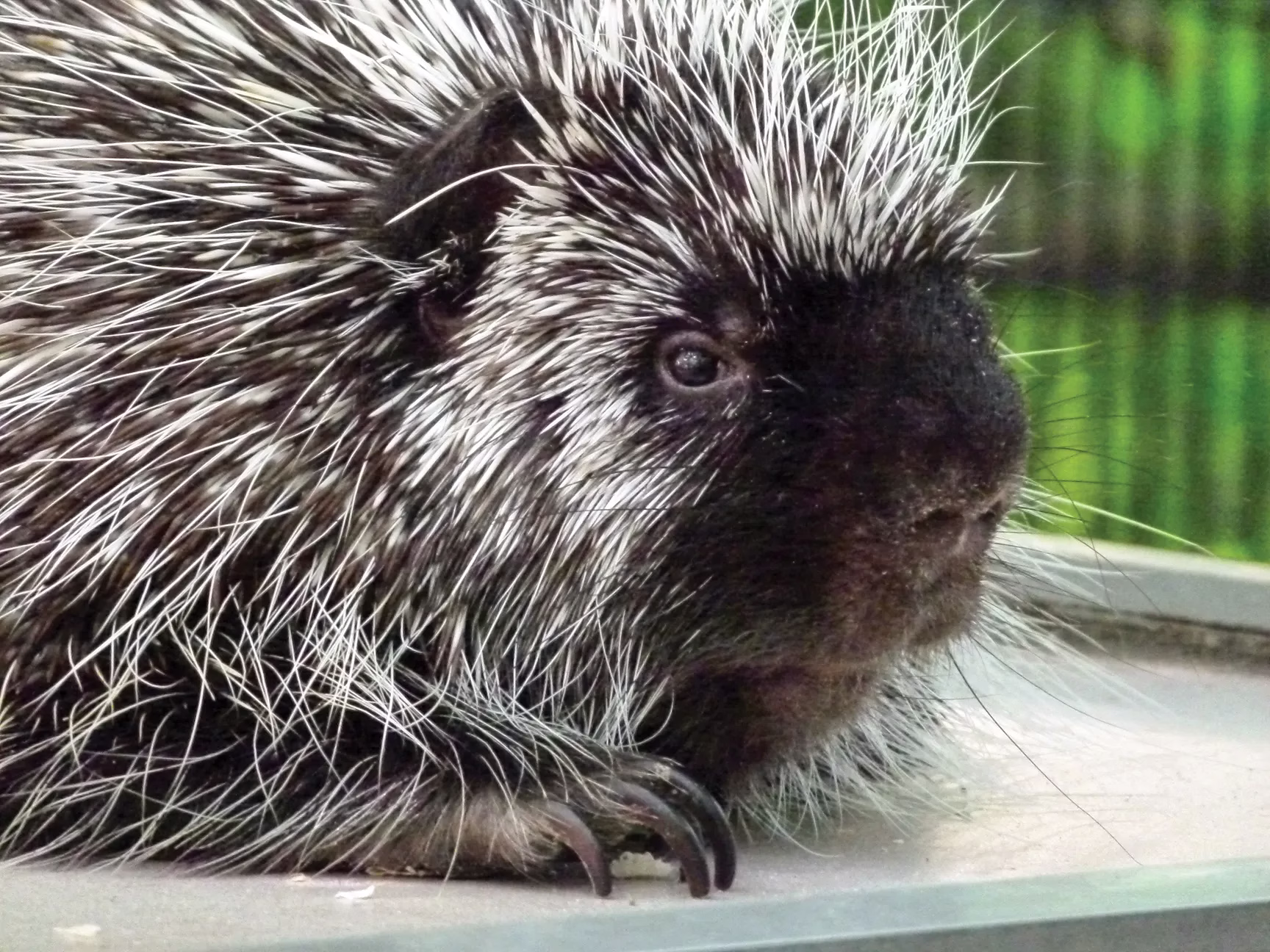 porcupine up close close up of a porcupine face